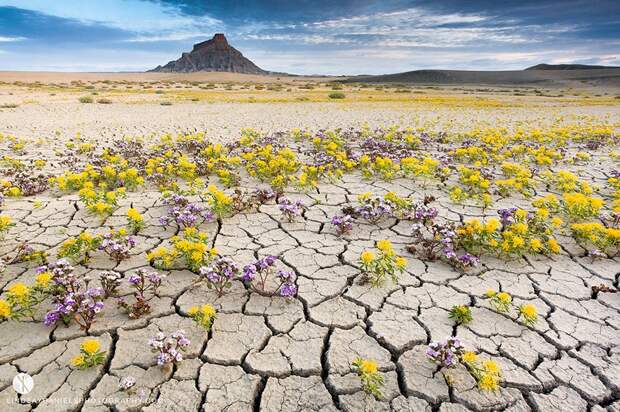 UtahDesert03 Цветущая пустыня Анза Боррего