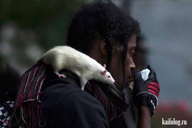 Необычные домашние животные (55 фото) Необычные домашние животные (55 фото)