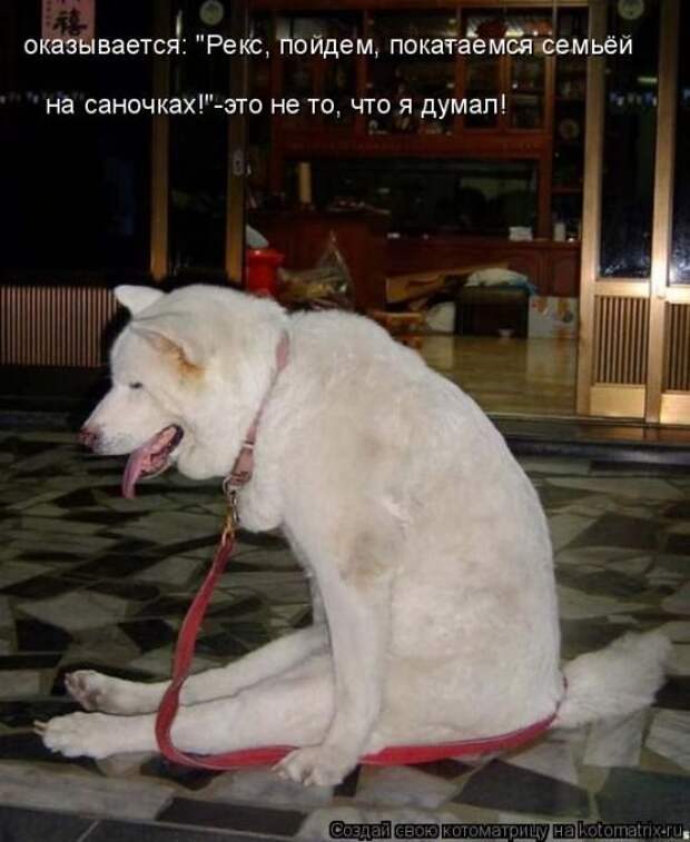 Лучшие котоматрицы недели