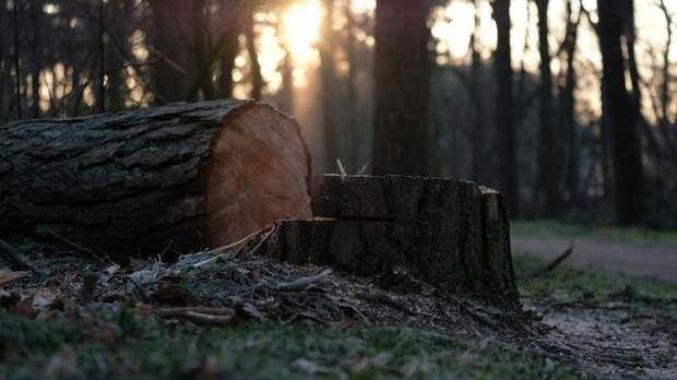 Саратовский регоператор вывез более 8,2 тыс. кубометров древесно-кустарниковых отходов