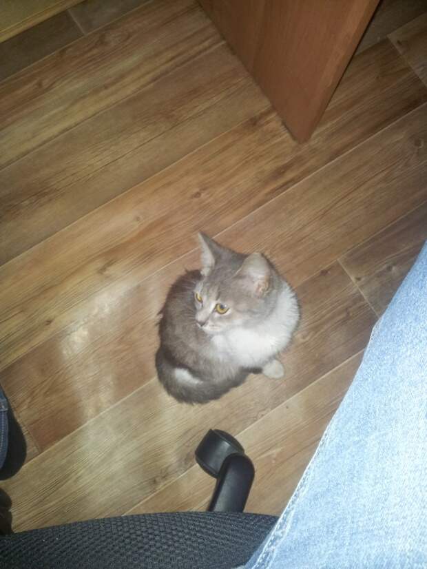 Неожиданный гость Неожиданный гость гость, котенок