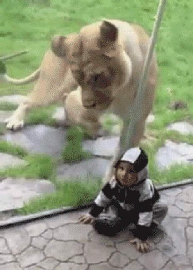 дети, друзья, зоопарк