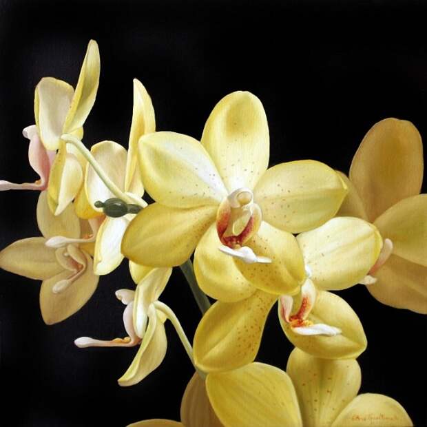 Орхидеи в картинах Elena Gualtierotti