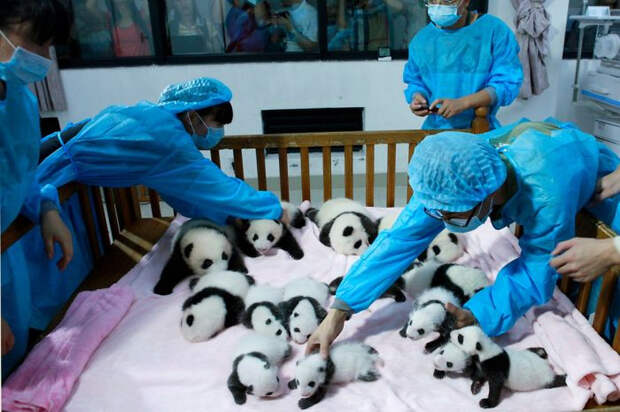Детский сад для панд — самое милое место на свете
