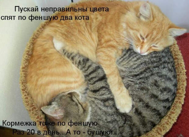Смешные животные из КотоМатрицы (49 шт.)