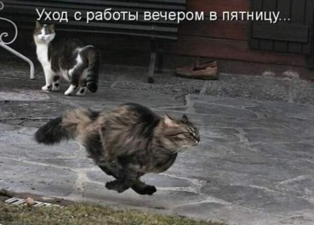 Весёлые пятничные анекдоты (14 шт)