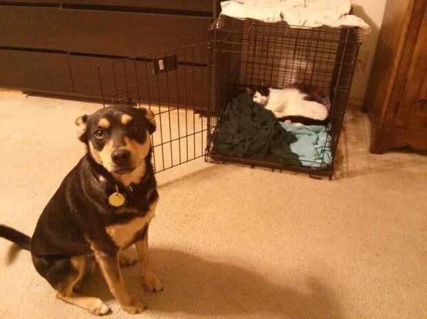 Коты и кошки, которые могут заснуть где угодно