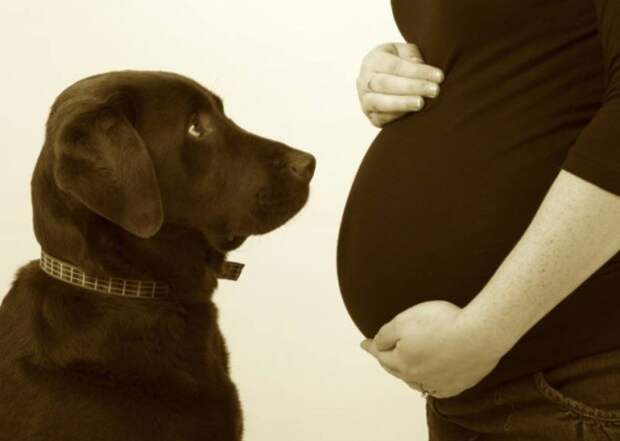20 собак, которые очень ждут рождения малышей животные, собаки, фото