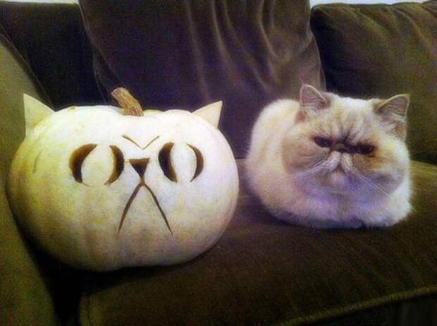 Забавные коты. часть 14 (30 фото)