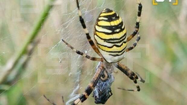 Ядовитое насекомое / Фото: telegram-канал Shot