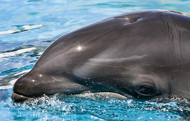 5.  Дельфин возможно баян, животные, интересно, факты