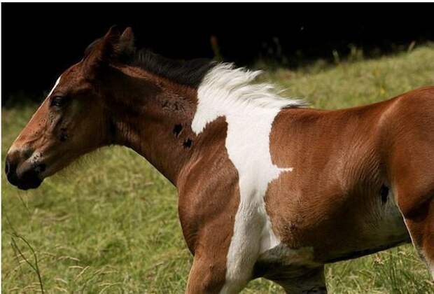 Жеребёнок родился с пятном, которое выглядит как другая лошадь животные, лошади