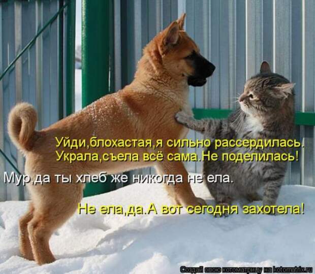 Котоматрицы (картинки с подписями)