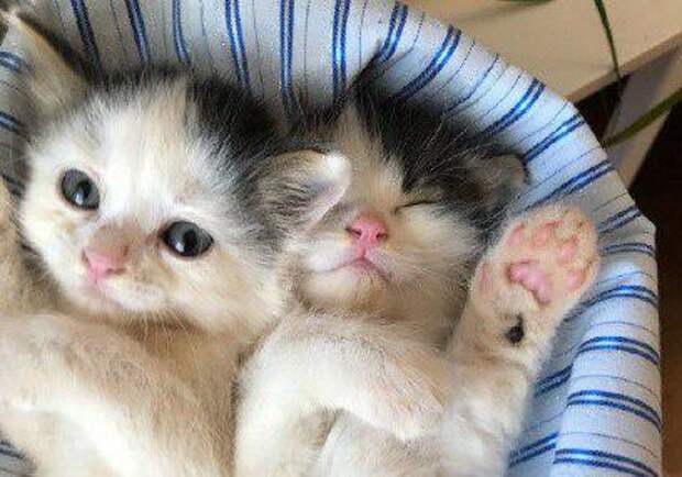 котята/Фото из открытого источника котята/Фото из открытого источника