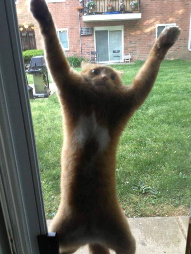 кот на сетке