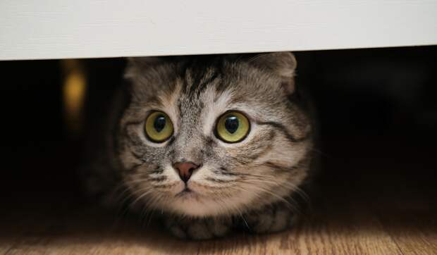 Ветеринар объяснил, что заставляет кошек и собак проявлять агрессию при встрече с гостями