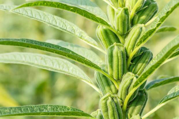 Кунжут (Sesamum indicum) принадлежит к семейству Pedaliaceae, группе растений, которые выращивают ради их съедобных семян