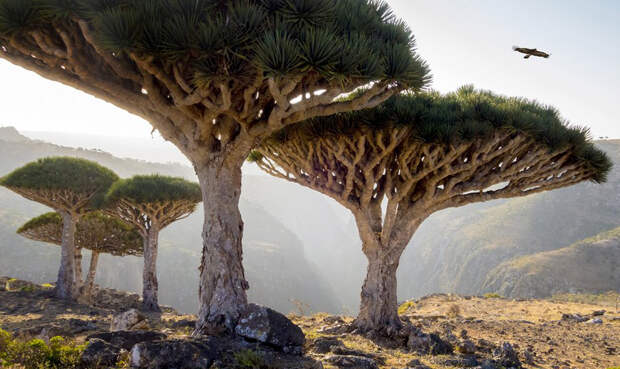 Сокотра Йемен Лес Сокотра выглядит так, будто его забыли здесь инопланетяне. Необычные кроны деревьев и сами напоминают НЛО — туристы же утверждают, что сюда, и в самом деле, приземляются гости из далекого космоса.