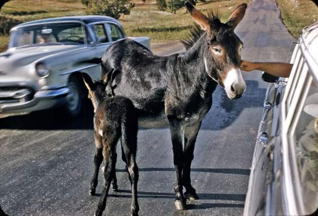 авто, америка, олдтаймер