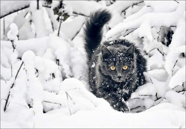 Зимние забавы кошек