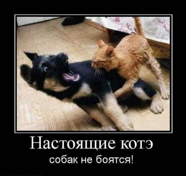 Весёлые демотиваторы