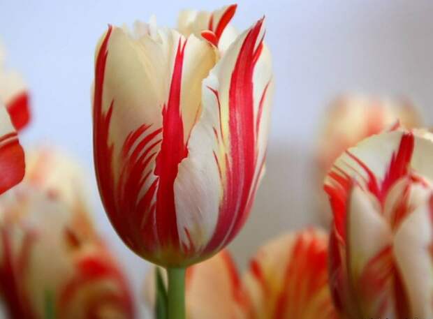 тюльпаны фото -31