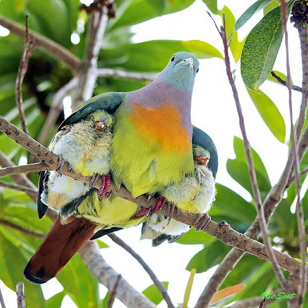 20 фотографий мамочек-птиц рядом с их детками