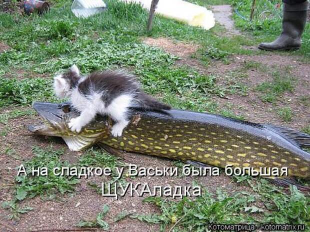 Новая котоматрица для хорошего настроения (28 фото)
