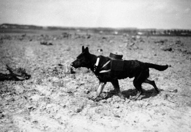 Собака-связной с катушкой проводов прокладывает новую линию. Первая мировая, сентябрь 1917 года. история, люди, мир, фото