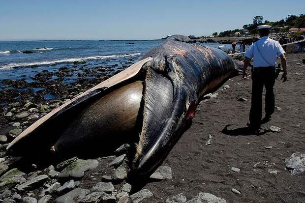 Около 40 китов выбросились на берег Чили по неустановленным причинам