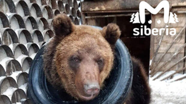 Медведь из незаконного зоопарка / Фото: Mash Siberia