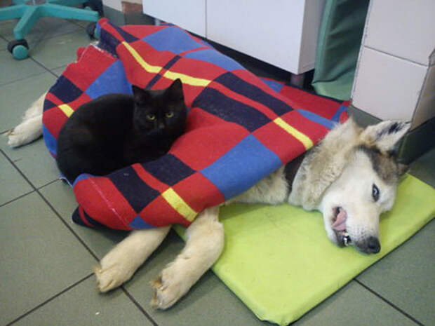 кот ухаживает за животными 