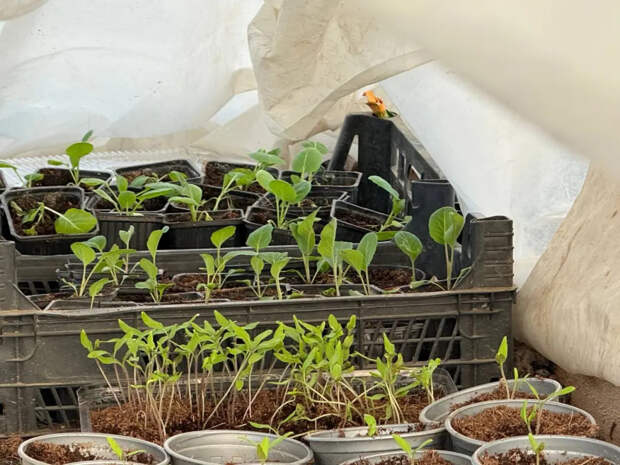 Перестал сыпать всё подряд: 3 компонента в лунке — и помидоры растут как на дрожжах