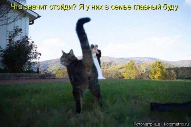 Котоматрица на Бугаге (34 фото)