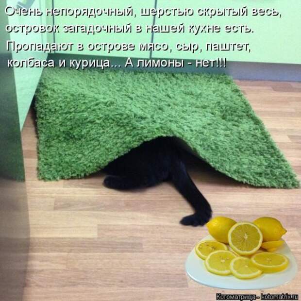 Новая котоматрица на Бугаге (32 фото)