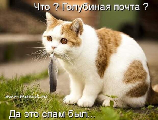 С Днем кошки!
