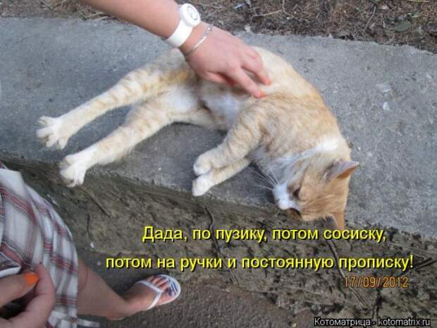 Котоматрица №33