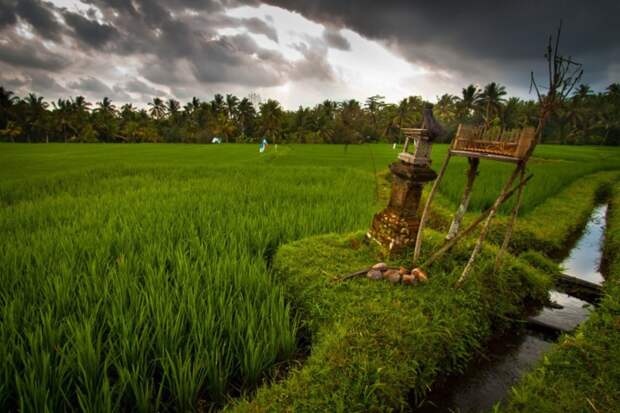 25. Рисовые поля, Убуд, Индонезия вокруг света, пейзажи, природа, путешествия, снимки, фотографии