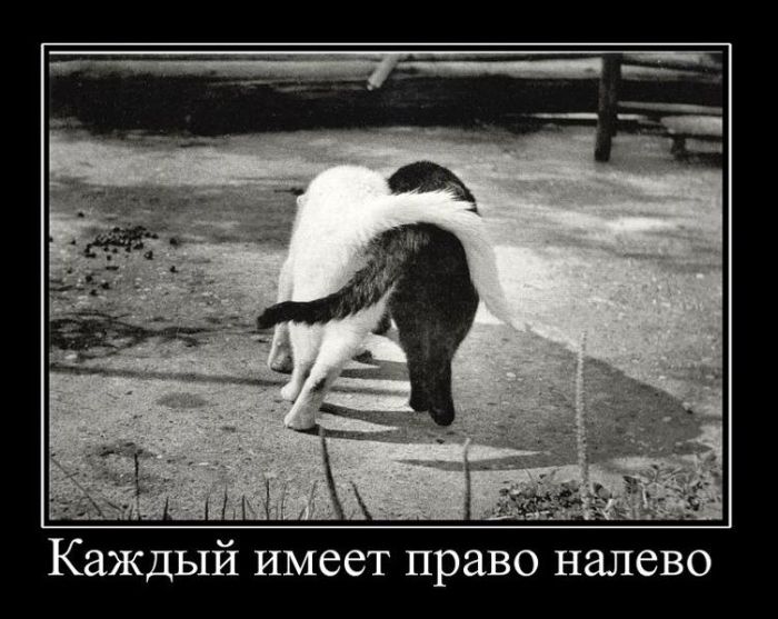 Демотиваторы (38 фото)
