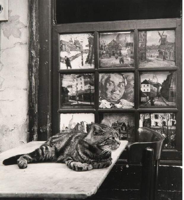 Кот на столе. Бар Юджин, площадь Тертр, 1947. Фотограф Фотограф Изис Бидерманас