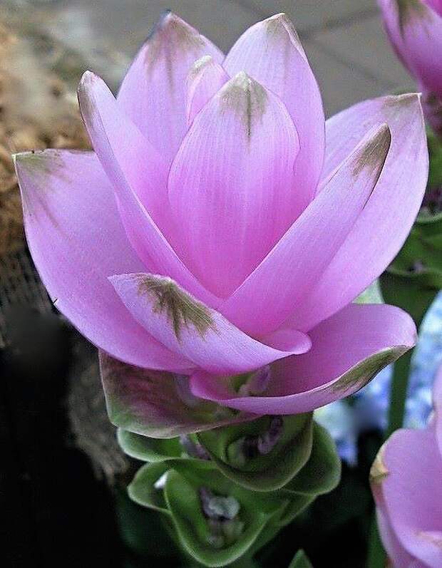 Curcuma_ot_DSCN1752 (5)