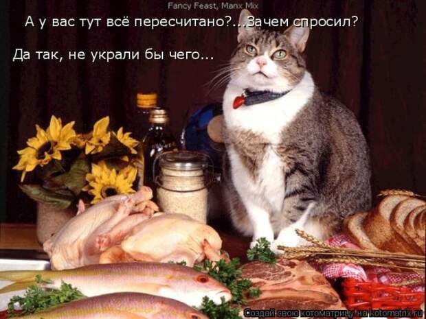 Лучшие котоматрицы недели