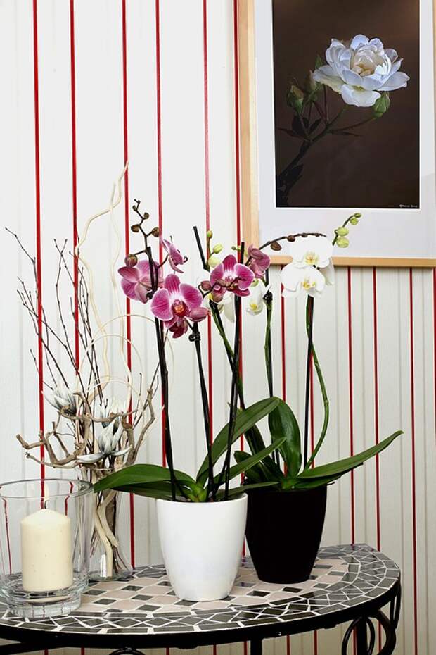 Орхидеи в дизайне спальни