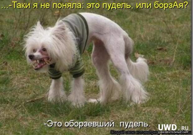 Funny Pictures Dogs Part - FunyLool.com
