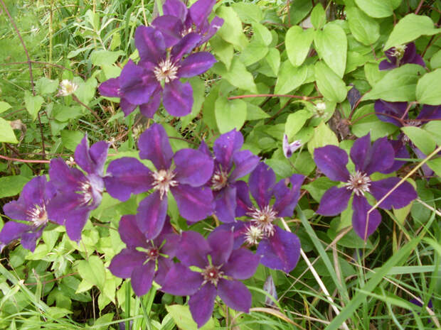 SDC10413 (700x525, 566Kb)