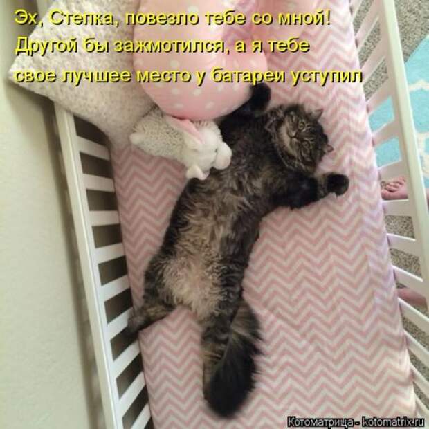 Котоматрица на Бугаге (34 фото)