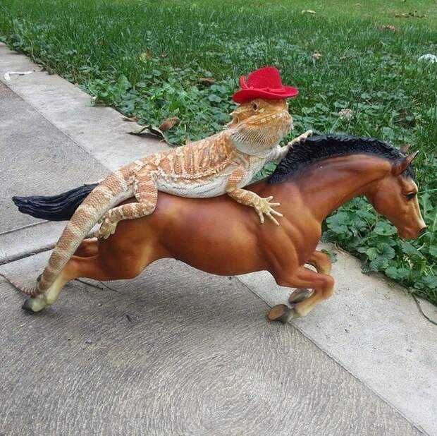 ящерица на коне