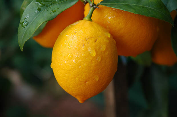 limon1