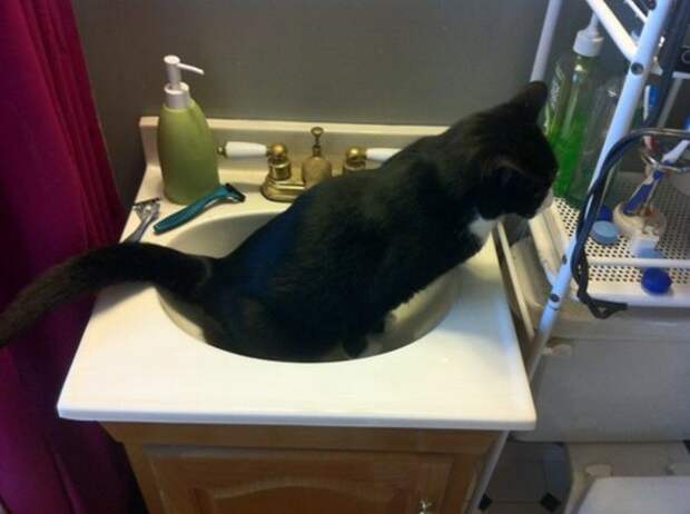 Стих про вредного кота кот, стих, юмор