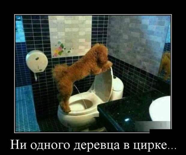 Демотиваторы бревно, демотиваторы, юмор